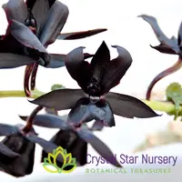 Monnierara Millennium Magic 'Witchcraft' FCC/AOS — 2" Pot / Without Spike