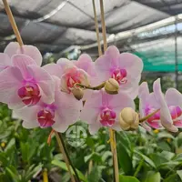 Phalaenopsis Orchid ⁠⁠Eve - Mature Plant
