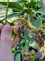 Den. spectabile