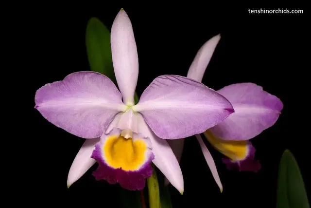 Cattleya eldorado x sib ex