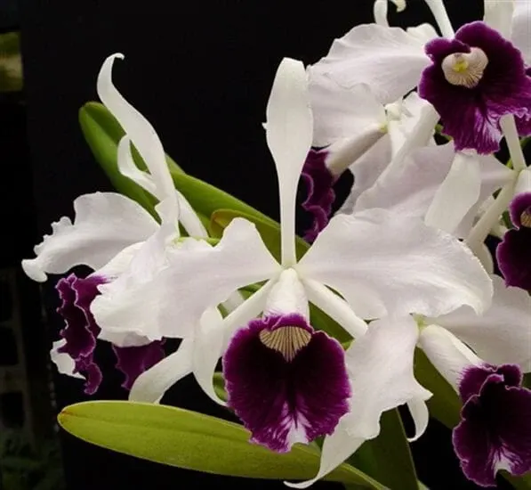 Cattleya purpurata var schusteriana