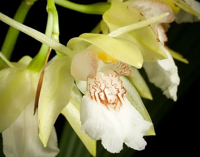 Coelogyne marmorata (Coelogyne)