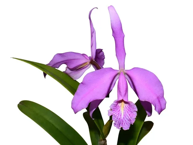 Cattleya maxima 'Barbara' (Cattleya)