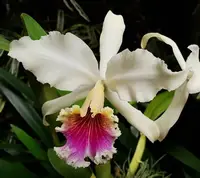 Cattleya rex '#2' | NBS | 4" pot