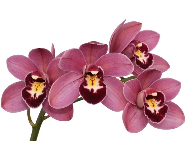 Cymbidium Peggy Foo Prolifae White Purple Lip (Cymbidium)