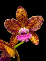 Rlc. NAOMI'S DELIGHT 'SVO' (Katherine Clarkson x Sun Spots)