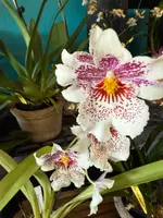 Odontonia Memoria Martin Orenstein 'Lulu' HCC/AOS — Not Currently In Bloom or Spike