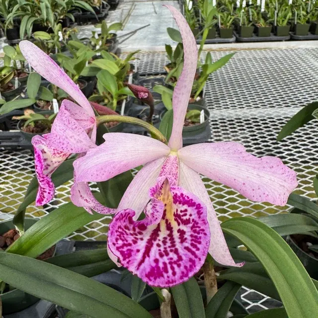Brassocattleya Yu Toung Star - Buds 'No. 1'