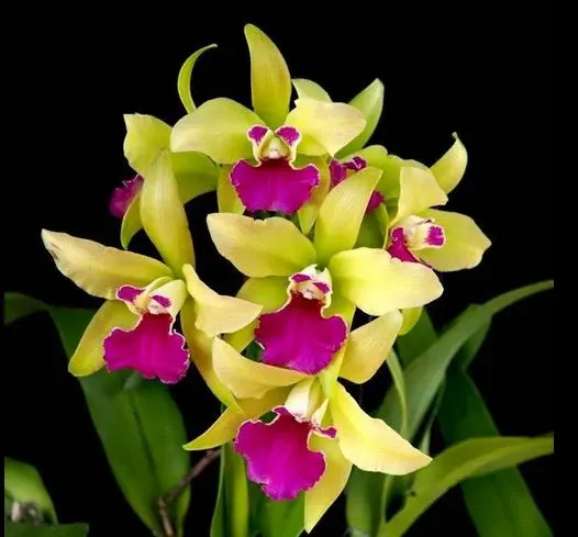 Rhyncholaeliocattleya Merry Green 'Green Pride' (Rhyncholaeliocattleya)