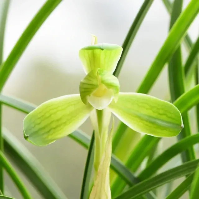 Cymbidium goeringii 'Zhi-Zu-Su-Mei'