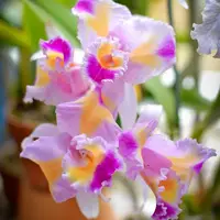 Cattleya Trianae fma Trilabelo 'Lia'