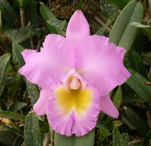 Brassocattleya Hawaiian Agenda 'Florida Winter' (Brassocattleya)