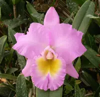 Bc. Hawaiian Agenda 'Florida Winter' AM/AOS