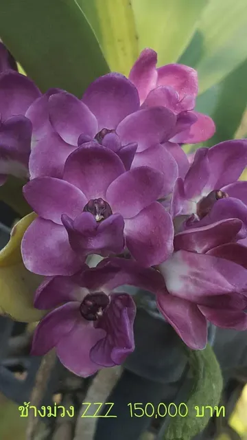 Rhynchostylis gigantea 'Ice Blue'