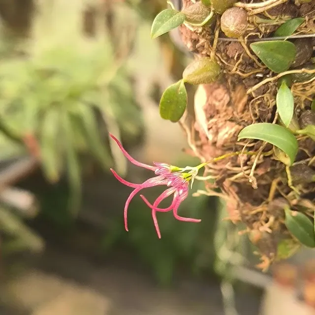 Bulbophyllum nipondhii