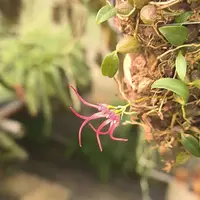 Bulbophyllum nipondhii