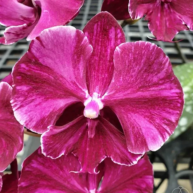 Phalaenopsis Miki Black Marble '469'