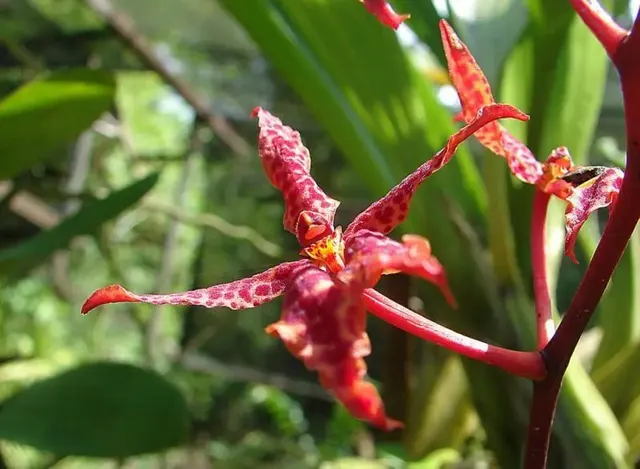 Renanthera bella (Renanthera)