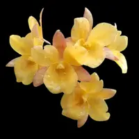 Broughtonia sanguinea x Cattleya aurantiaca - Ctna. Why Not — var. red