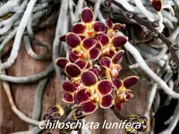 Chsch. lunifera (IAM278) (- Others ) Chsch.=Chiloschista