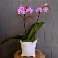 Sweetheart Orchid