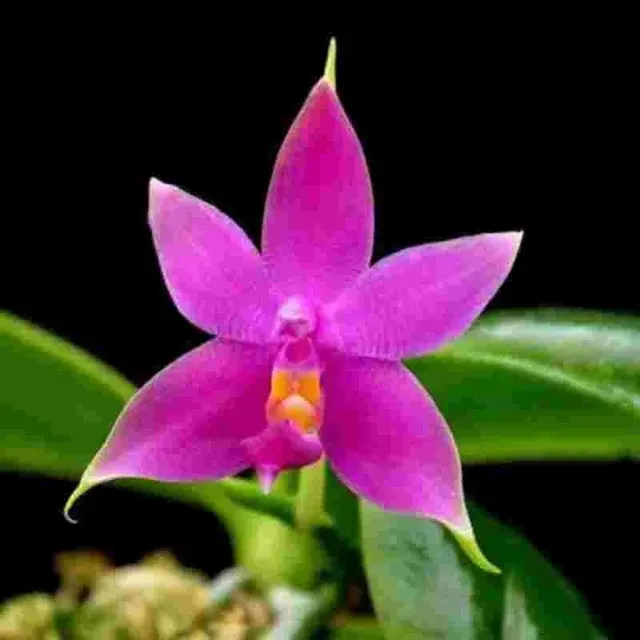 Phalaenopsis violacea sp (Phalaenopsis)