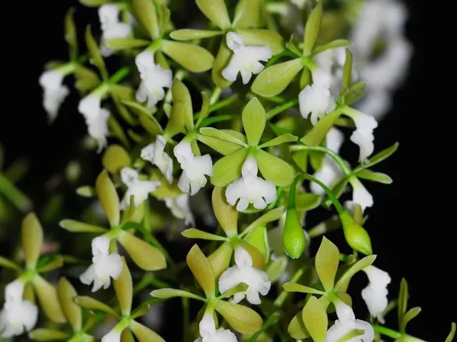 Epidendrum densiflorum (Epidendrum)