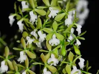 Epidendrum densiflorum