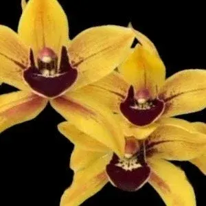 Cymbidium Pratabong 'Dhamma'