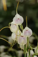 Masdevallia infracta albina