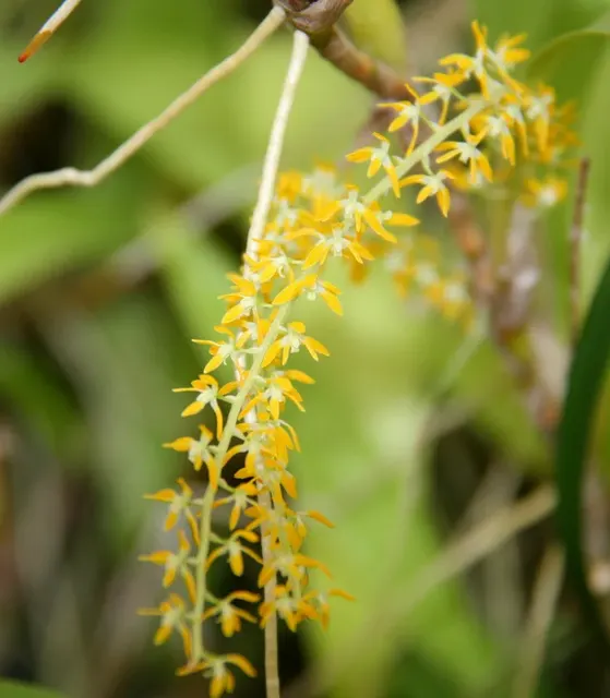 Dendrochilum pallidiflavens (Dendrochilum)