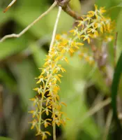Dendrochilum pallidiflavens