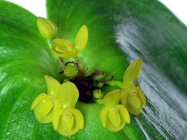 Pleurothallis cordata (Pleurothallis)