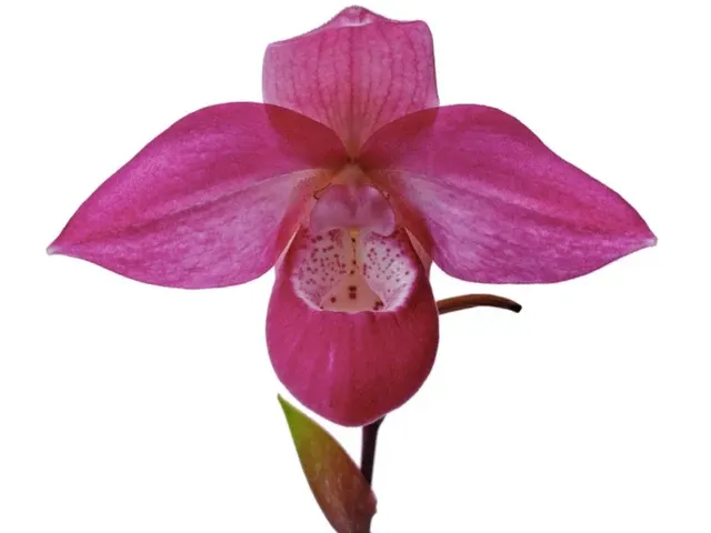 Phragmipedium Ecuagenera Dream (Phragmipedium)