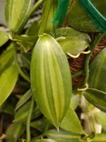Vanilla Cuttings - 4 Variegated Tip Cuttings 12-15" Long - Vanilla Planifolia - Unrooted Vines for Planting