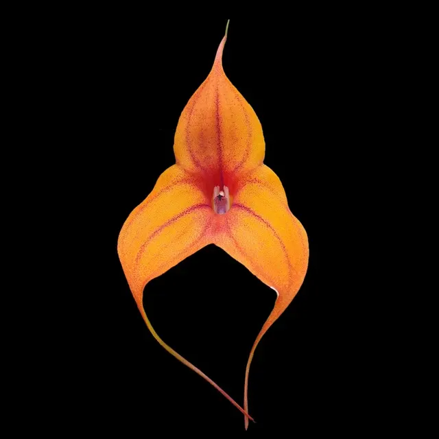 Masdevallia Cusco Gold 'Beenak' (Masdevallia)