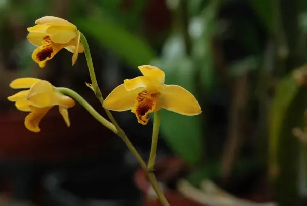 Bifrenaria vittelina