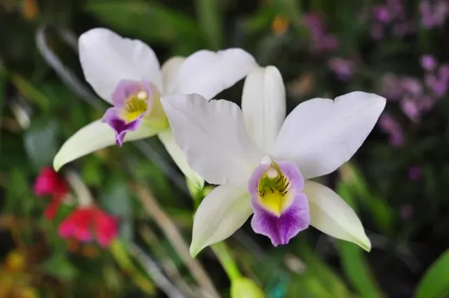 Laelia anceps var. coerulea 'Blue' (Laelia)