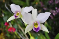 Laelia anceps var. coerulea 'Blue' – RARE