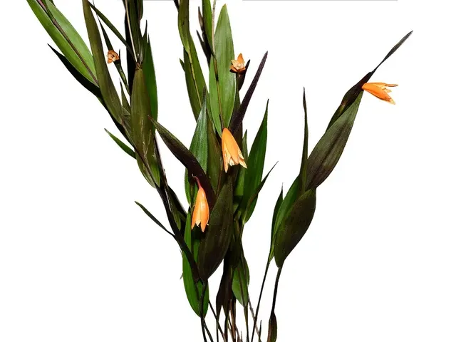Sobralia persimilis