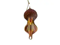Lepanthes martineae