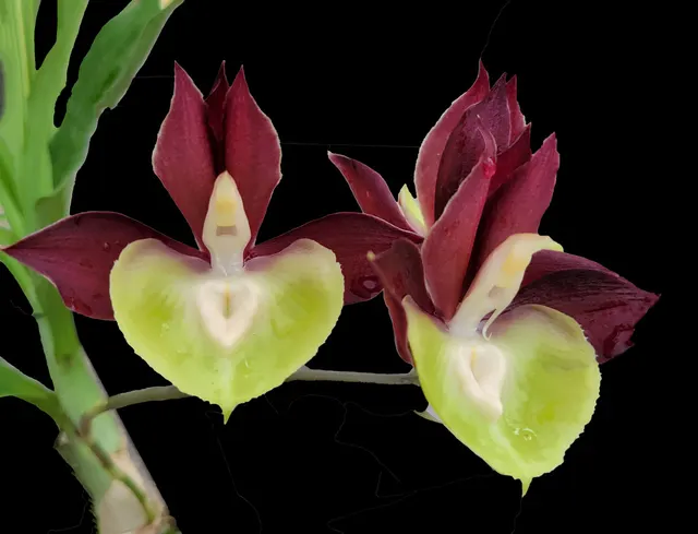 Catasetum Hanna Wozniak (Catasetum)