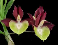 Catasetum Hanna Wozniak