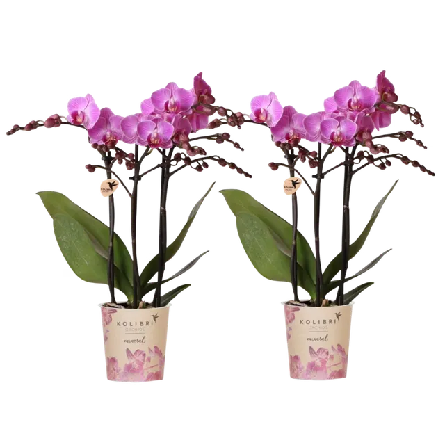 Phalaenopsis 'Vienna' (Phalaenopsis)