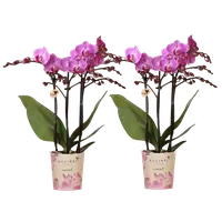 COMBI DEAL – 2 paarse Vienna orchideeën