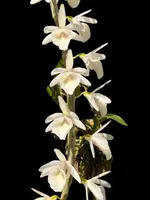 Dendrobium cretaceum