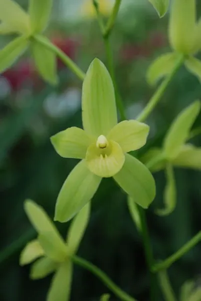 Noid Grammatocymbidium