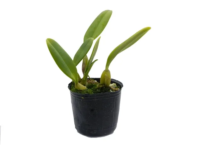 Bulbophyllum amplebracteatum subsp orthoglossum (Bulbophyllum)