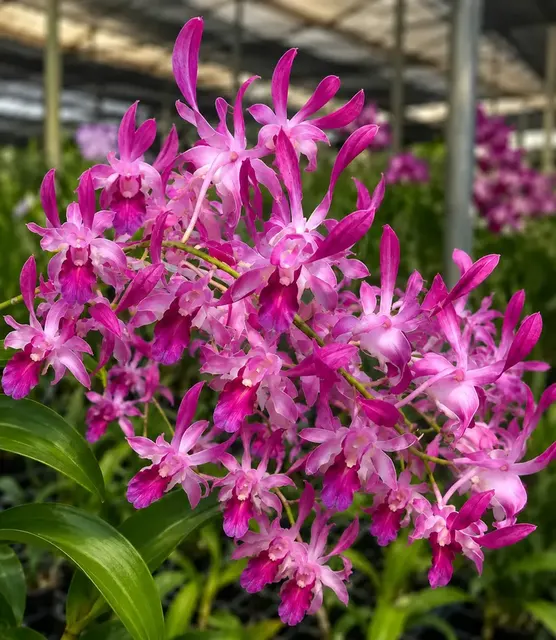 Dendrobium Caesar Pink 07 (Dendrobium)