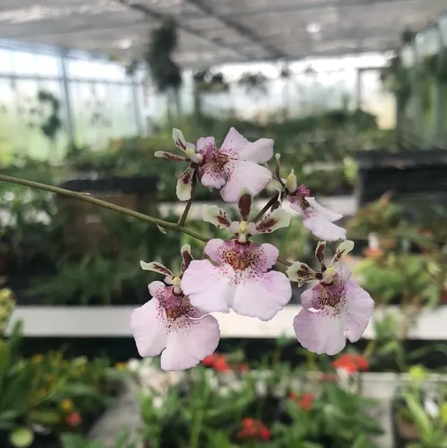 Tolumnia JK Sweet Pink
